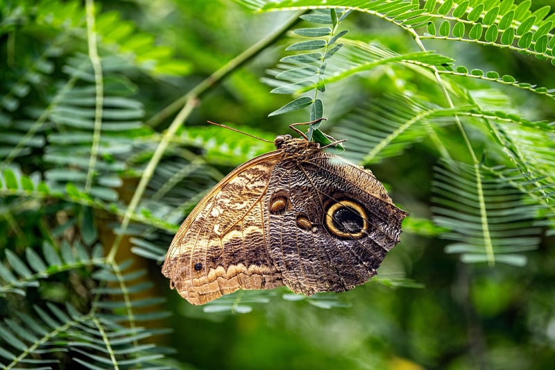 Butterfly Dilemma